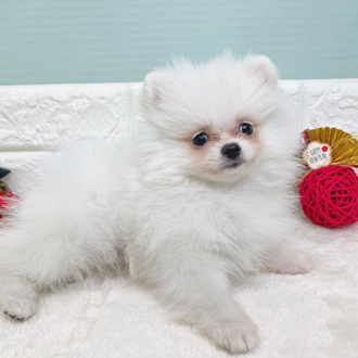 静岡県のポメラニアン (犬の家＆猫の里マークイズ静岡店/2025年10月23日生まれ/男の子/クリーム)の子犬の2枚目の画像