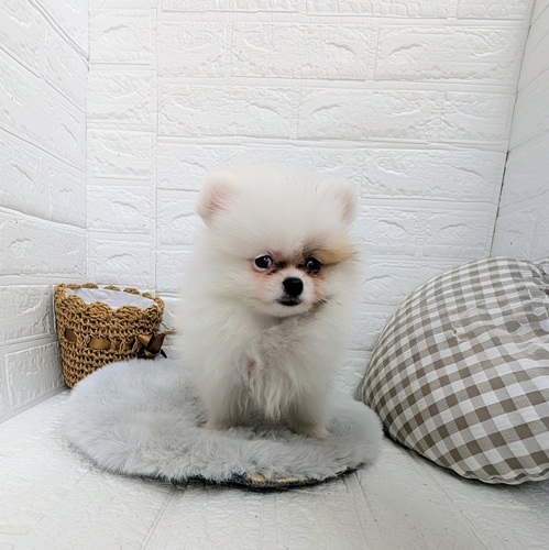 愛知県のポメラニアン (犬の家＆猫の里豊川インター店/2025年10月23日生まれ/男の子/パーティーカラー)の子犬の1枚目の画像