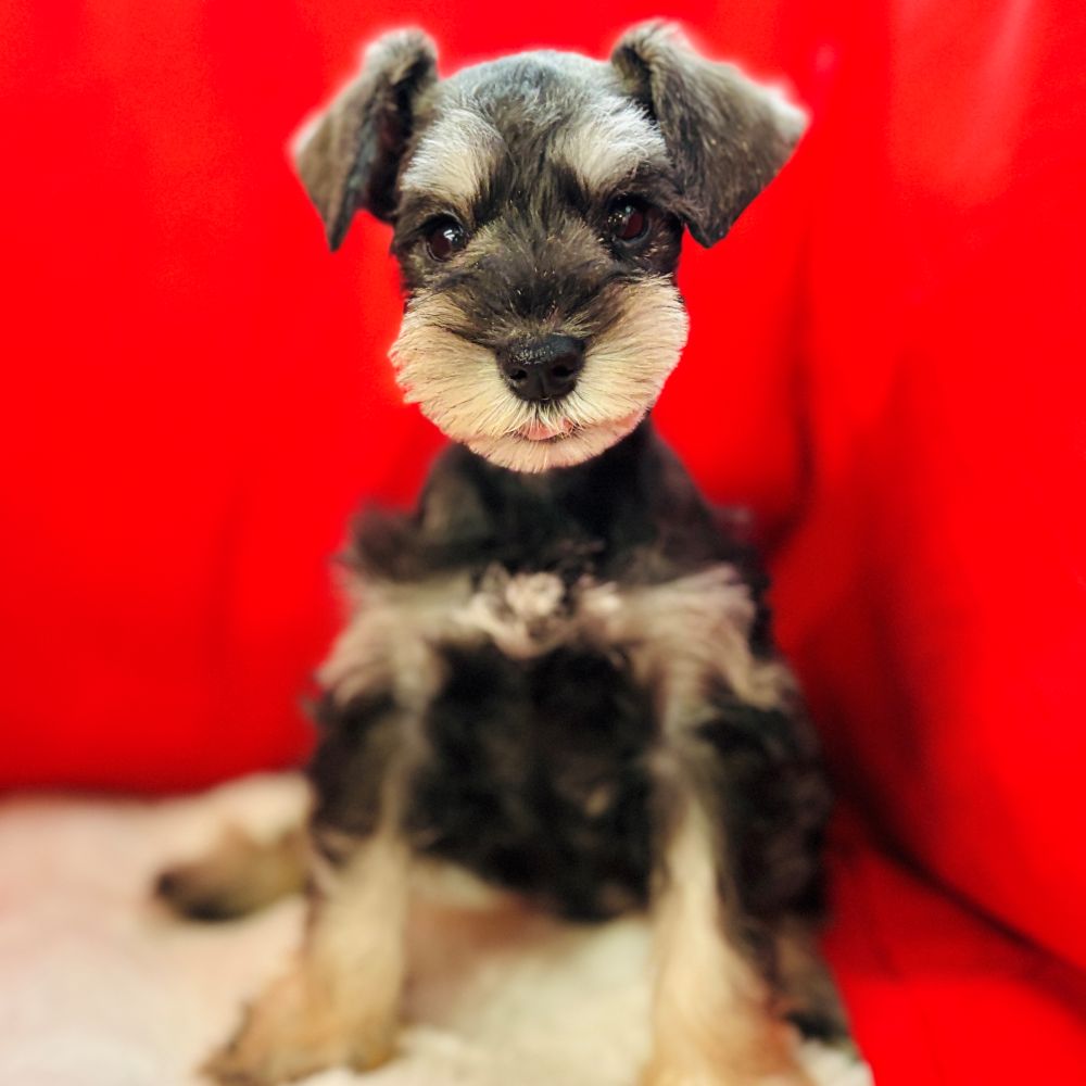 愛知県のミニチュアシュナウザー (犬の家＆猫の里愛知刈谷店/2025年10月23日生まれ/女の子/ソルトペッパー)の子犬の2枚目の画像