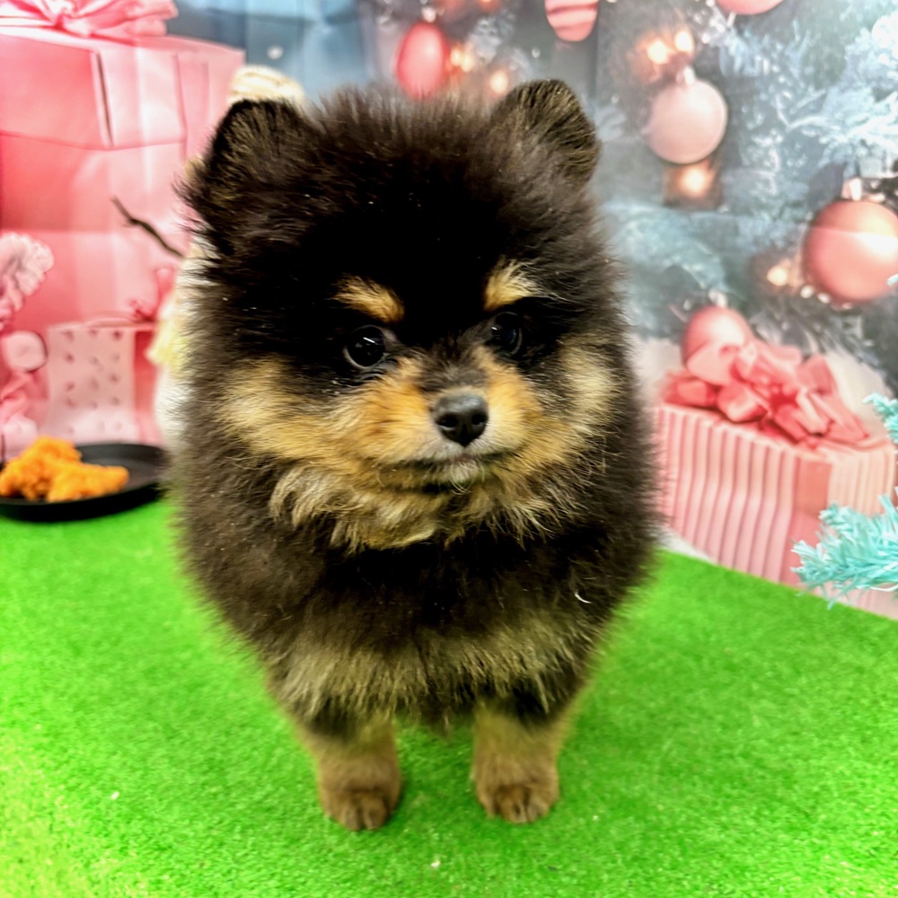 愛知県のポメラニアン (犬の家＆猫の里名古屋天白店/2025年10月25日生まれ/男の子/ブラックタン)の子犬の2枚目の画像