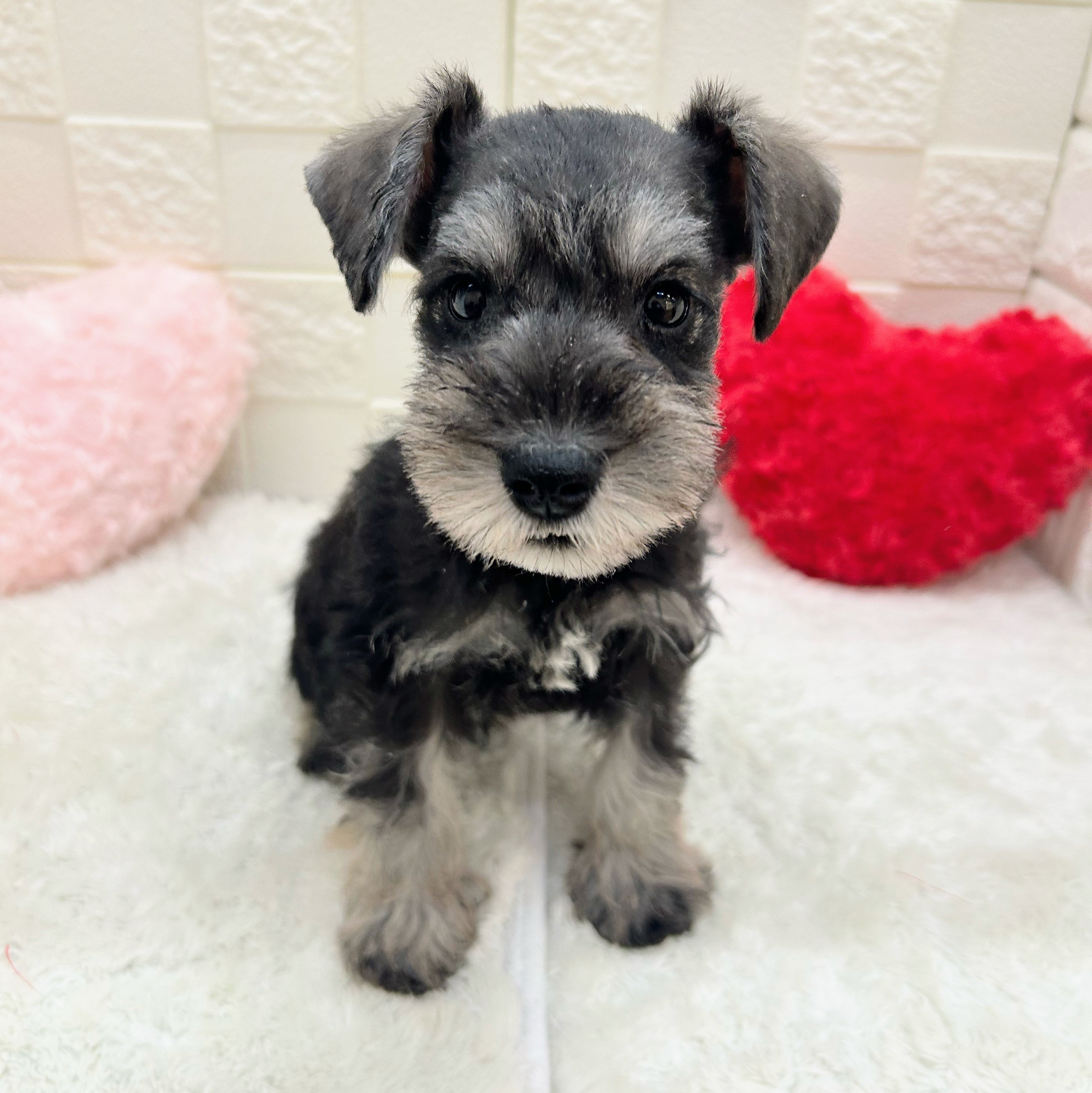 愛知県のミニチュアシュナウザー (犬の家＆猫の里アミーゴ神の倉店/2025年10月23日生まれ/男の子/ソルトペッパー)の子犬の1枚目の画像