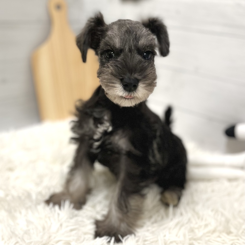 愛知県のミニチュアシュナウザー (犬の家＆猫の里豊田店/2025年10月23日生まれ/女の子/ソルトペッパー)の子犬の2枚目の画像