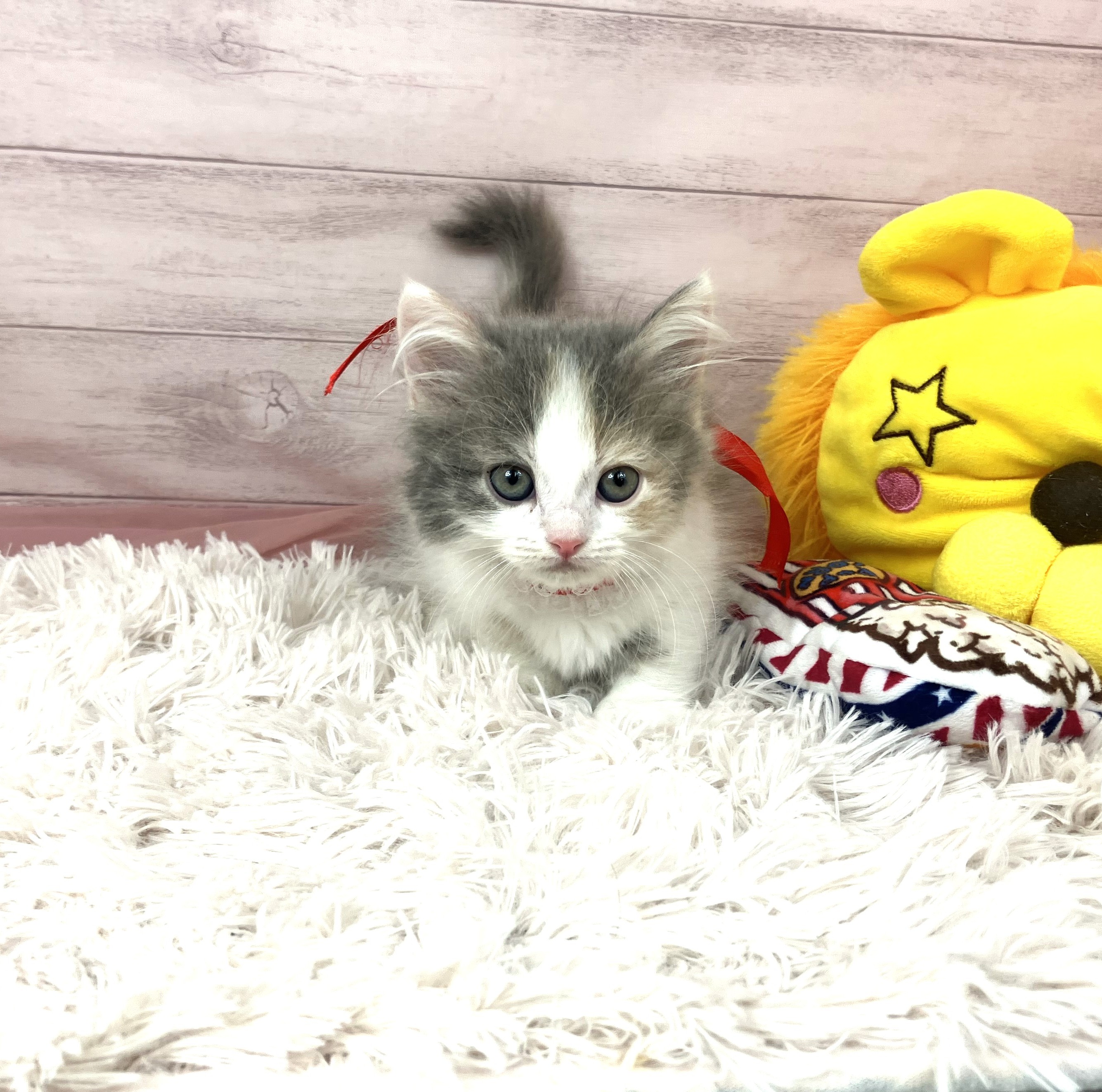 兵庫県のミヌエット (犬の家＆猫の里川西店/2025年10月24日生まれ/女の子/ダイリュートキャリコ)の子猫の1枚目の画像