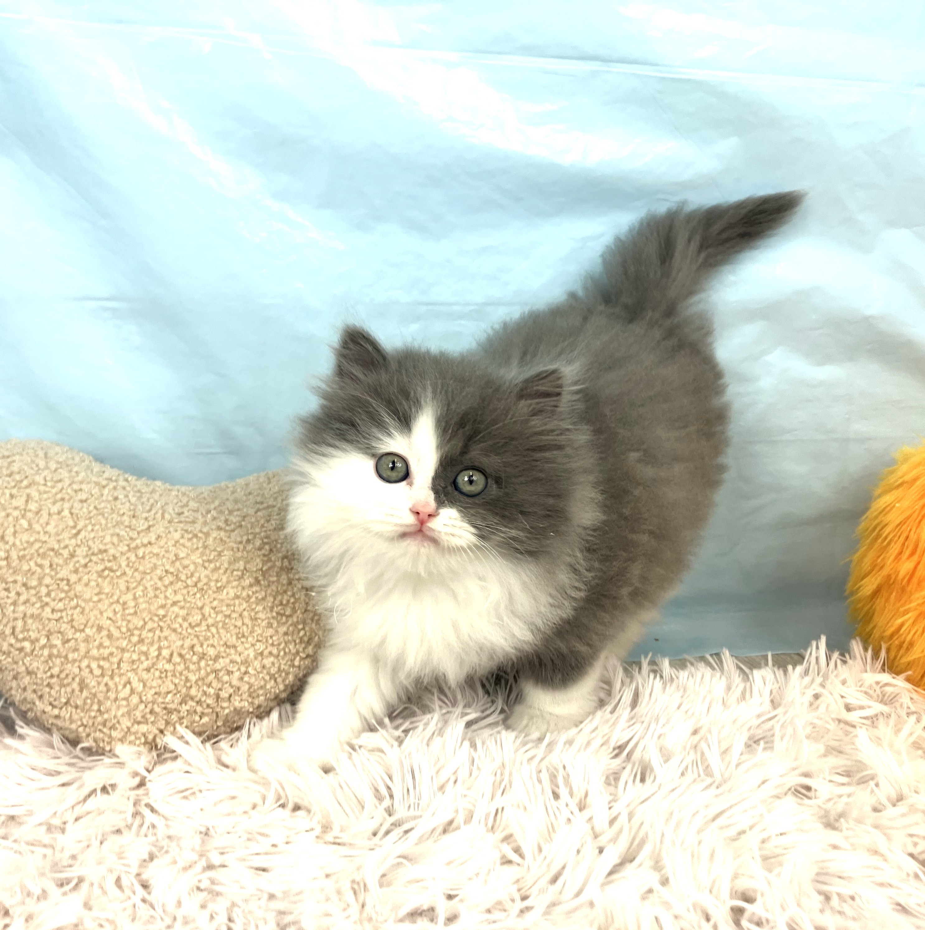 兵庫県のサイベリアン (犬の家＆猫の里川西店/2025年10月20日生まれ/男の子/ブルータビーホワイト)の子猫の1枚目の画像