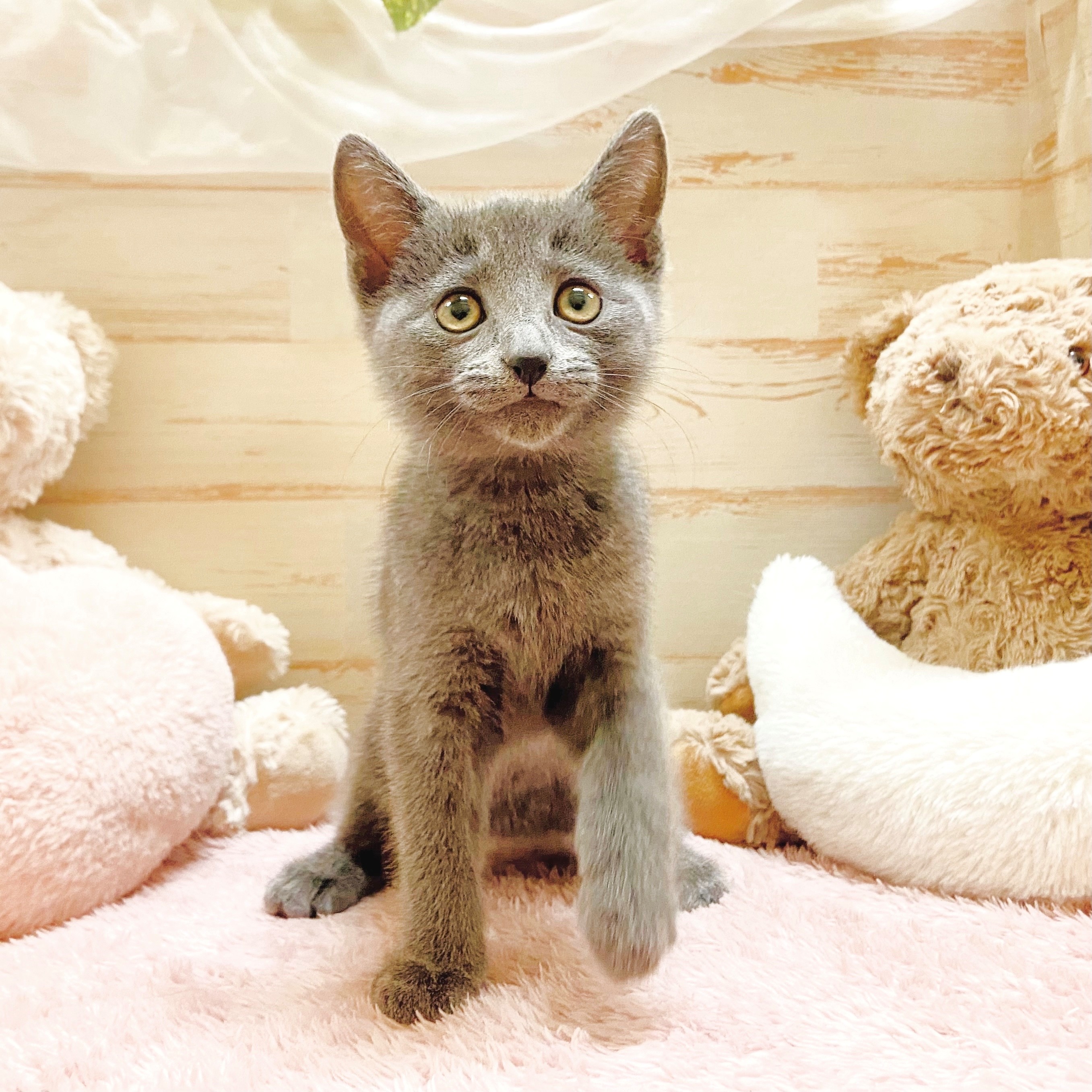 兵庫県のロシアンブルー (犬の家＆猫の里神戸店/2025年10月15日生まれ/男の子/ブルー)の子猫の2枚目の画像