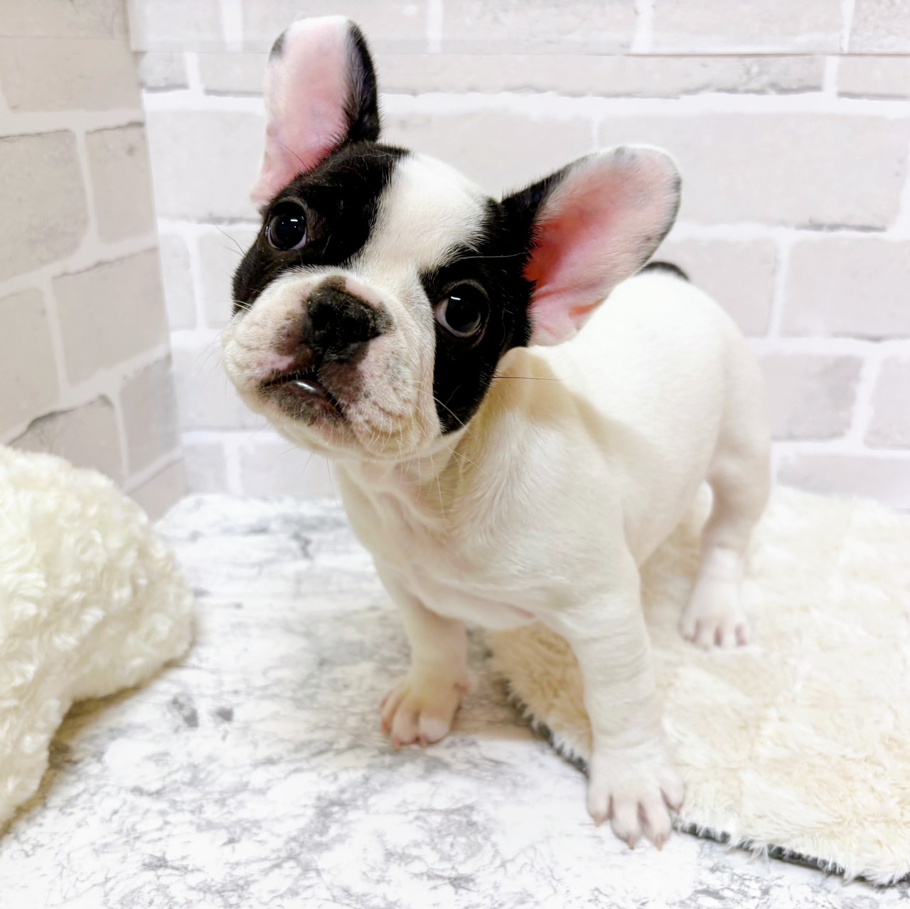 京都府のフレンチブルドッグ (犬の家＆猫の里京都精華店/2025年10月21日生まれ/女の子/パイド)の子犬の2枚目の画像