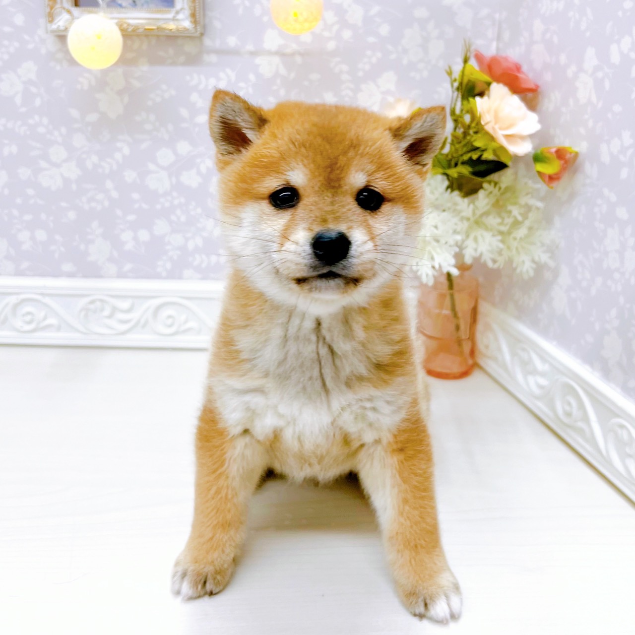 【柴犬フジコ】プラチナ レア ゴールドクリーム AHA18 II 30ｇ 柴犬フジコ】プラチナ レア ゴールドクリーム AHA18 II 30g 楽天市場