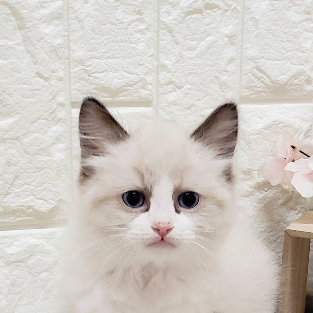 岡山県のラグドール (犬の家＆猫の里岡山店/2025年10月26日生まれ/男の子/シールポイントバイカラー)の子猫