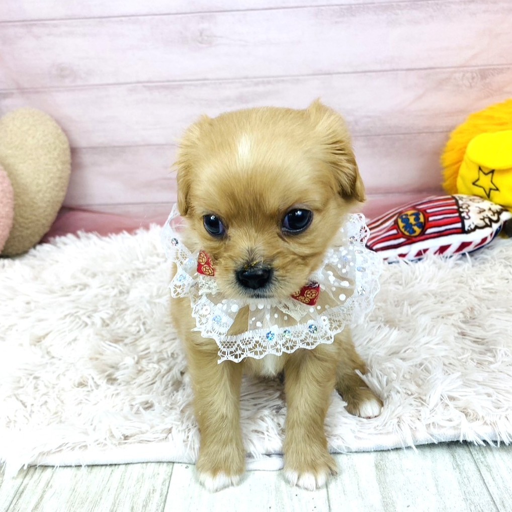 兵庫県のハーフ犬・ミックス犬 (犬の家＆猫の里川西店/2025年10月24日生まれ/女の子/クリーム)の子犬の1枚目の画像