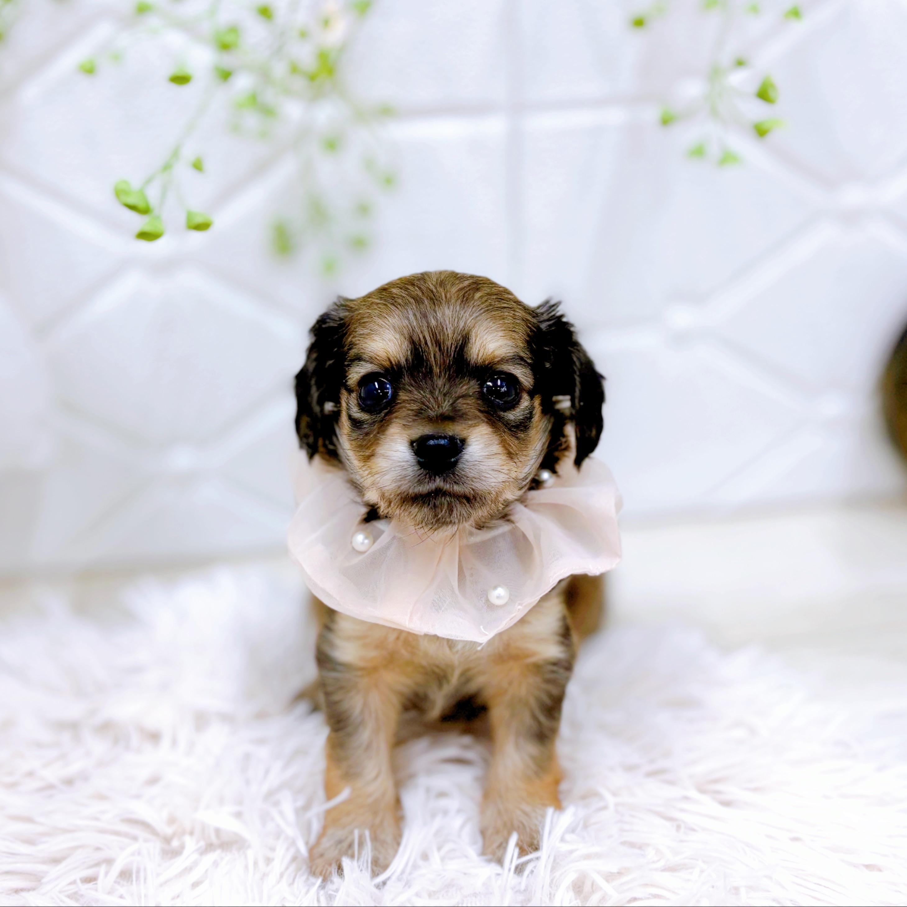 福井県のチワックス(チワワ×ダックス) (犬の家＆猫の里アミーゴ福井店/2025年10月26日生まれ/女の子/セーブルフォーン)の子犬