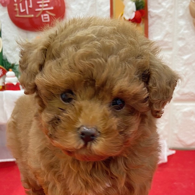 岡山県のトイプードル(タイニー) (犬の家＆猫の里倉敷店/2025年10月24日生まれ/男の子/レッドフォーン)の子犬の1枚目の画像
