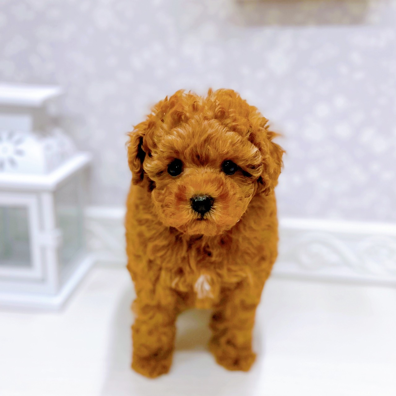 富山県のトイプードル(トイ) (犬の家＆猫の里アミーゴ山室店/2025年10月24日生まれ/女の子/レッドフォーン)の子犬の1枚目の画像