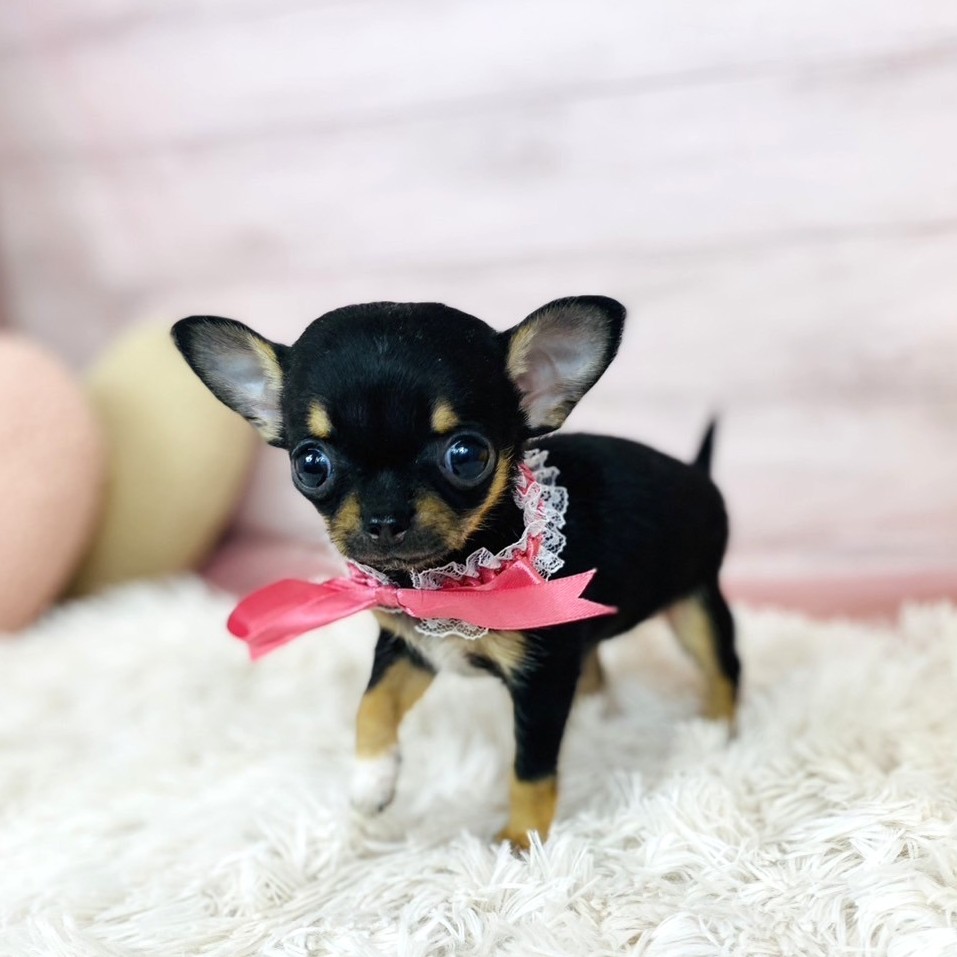 兵庫県のチワワ(スムース) (犬の家＆猫の里川西店/2025年10月24日生まれ/女の子/ブラックタンホワイト)の子犬の1枚目の画像