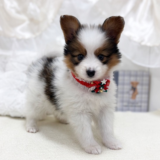 岐阜県のパピヨン (犬の家＆猫の里カラフルタウン岐阜店/2025年10月24日生まれ/男の子/ホワイトブラウン)の子犬の1枚目の画像