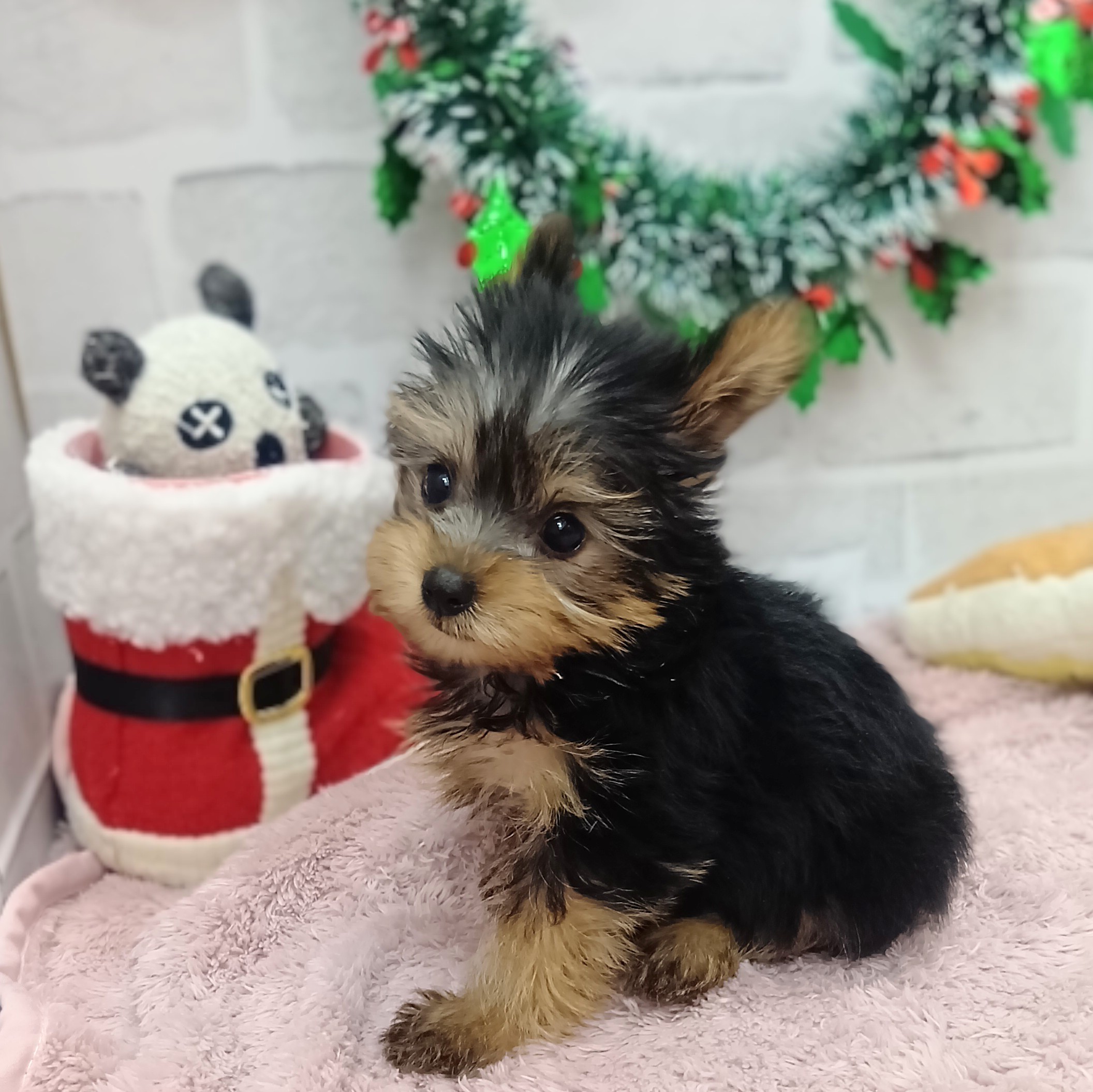 静岡県のヨークシャーテリア (犬の家＆猫の里プレ葉ウォーク浜北店/2025年10月24日生まれ/女の子/スチールブルータン)の子犬の1枚目の画像