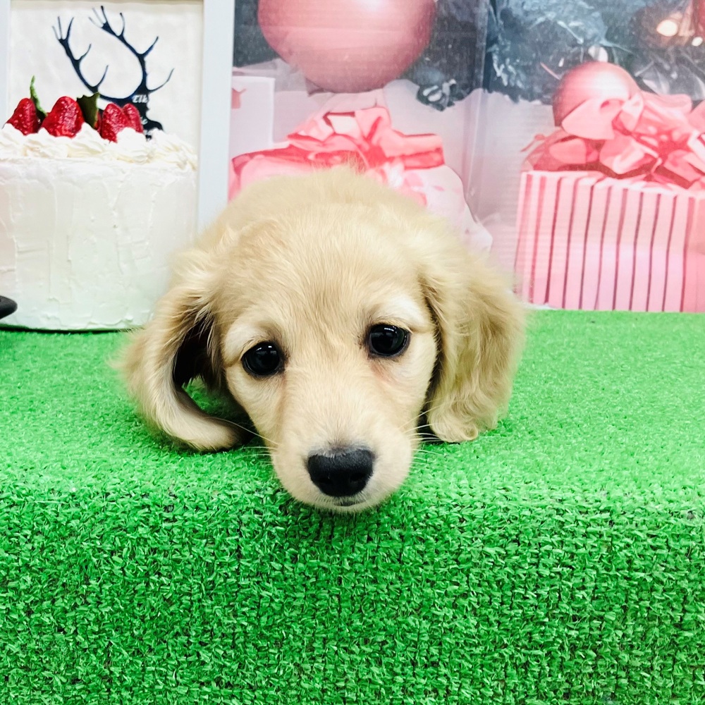 愛知県のミニチュアダックスフンド(ロング) (犬の家＆猫の里名古屋天白店/2025年10月25日生まれ/女の子/イエロー)の子犬の2枚目の画像