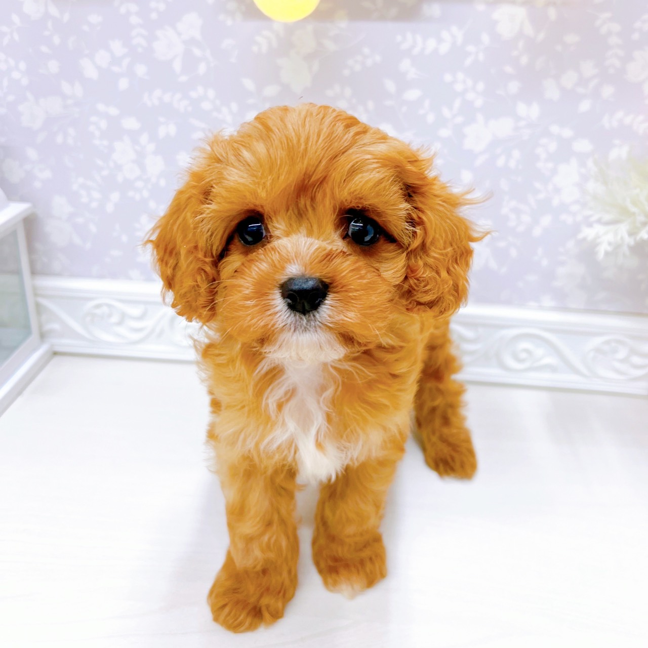 富山県のキャバプー(キャバリア×プードル) (犬の家＆猫の里アミーゴ山室店/2025年10月26日生まれ/男の子/ルビーホワイト)の子犬の1枚目の画像