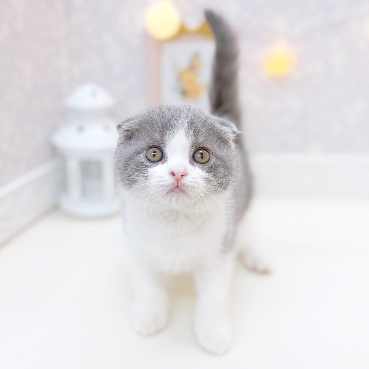 富山県のスコティッシュフォールド (犬の家＆猫の里富山店/2025年10月26日生まれ/男の子/ブルーホワイト)の子猫