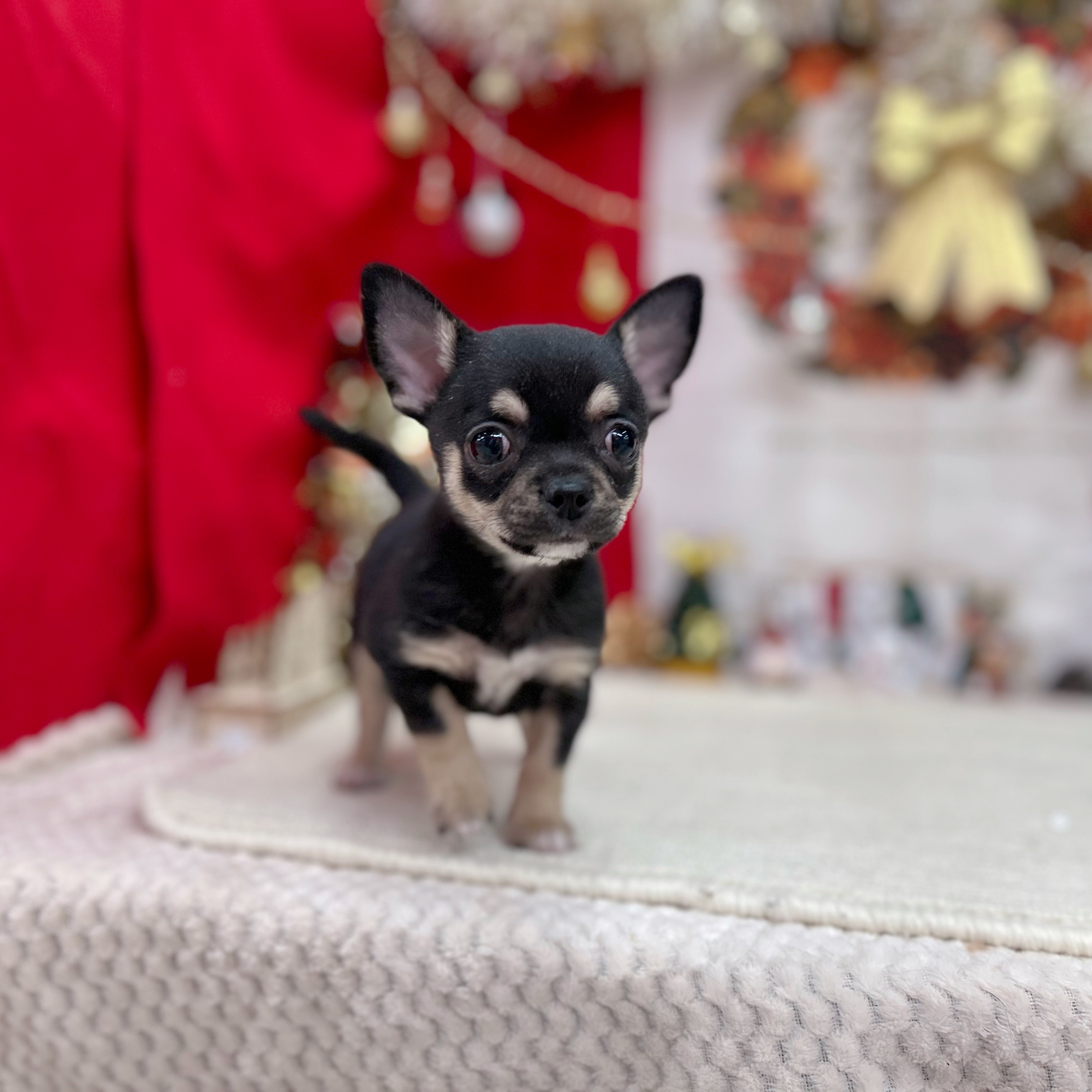 岐阜県のチワワ(スムース) (犬の家＆猫の里岐南店/2025年10月25日生まれ/男の子/ブラッククリームホワイト)の子犬の1枚目の画像