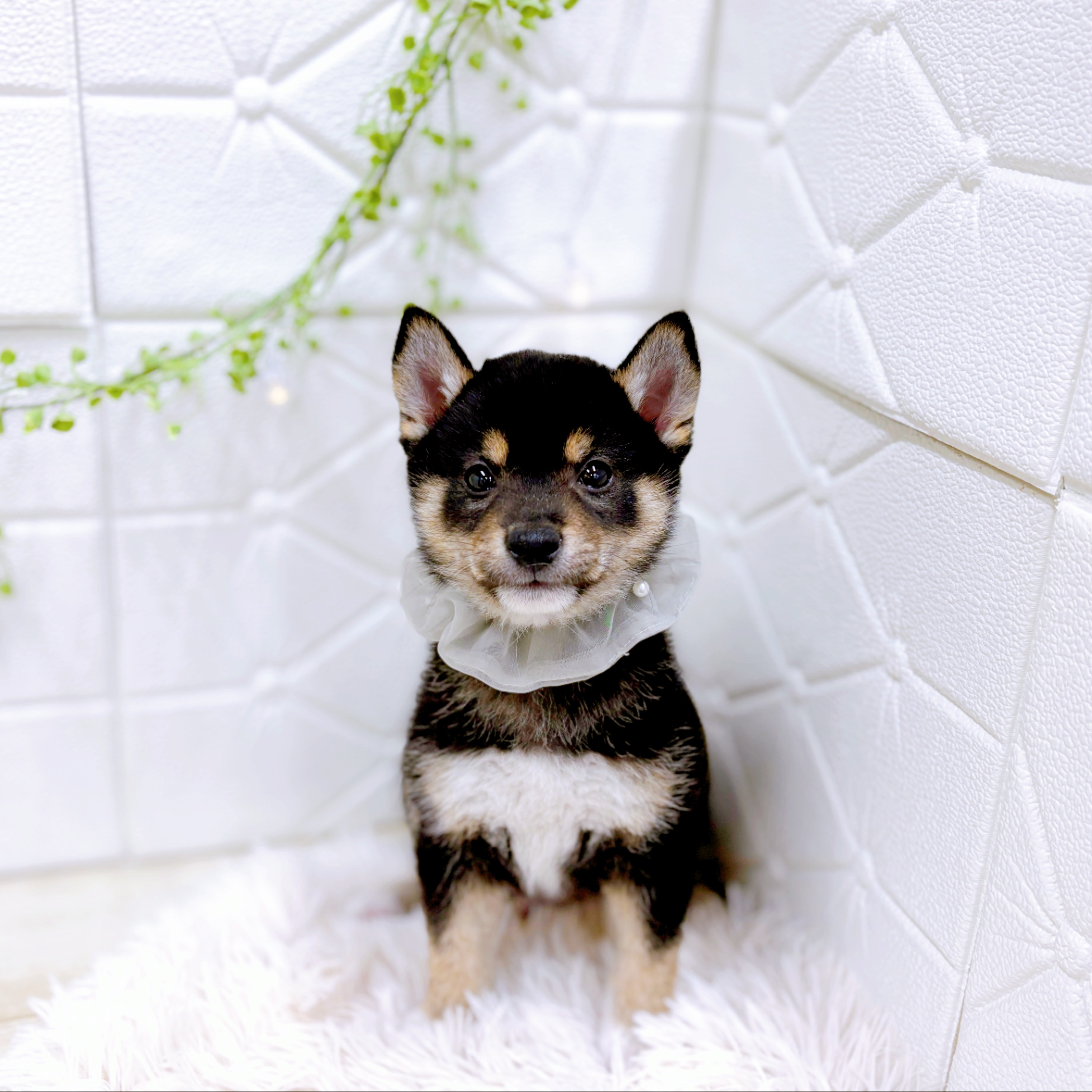 福井県の豆柴 (犬の家＆猫の里アミーゴ福井店/2025年10月24日生まれ/男の子/黒)の子犬