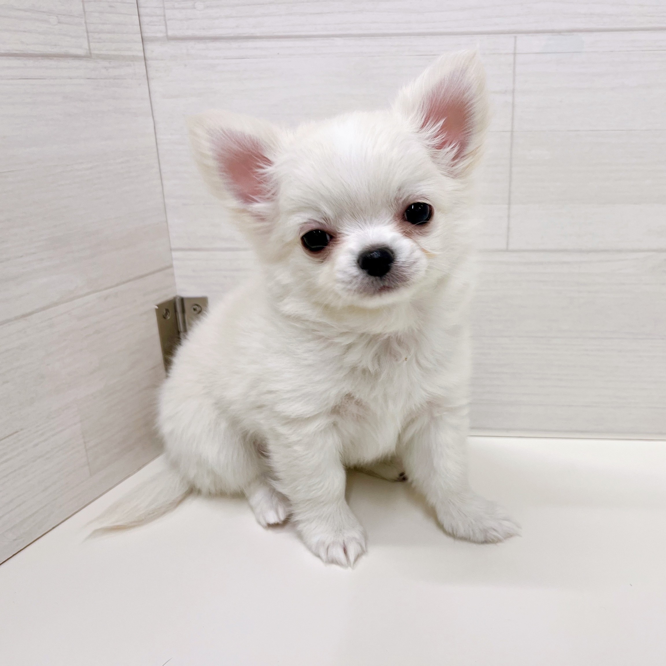 石川県のチワワ(ロング) (犬の家＆猫の里アミーゴ金沢おこばた店/2025年10月20日生まれ/男の子/クリームホワイト)の子犬の2枚目の画像