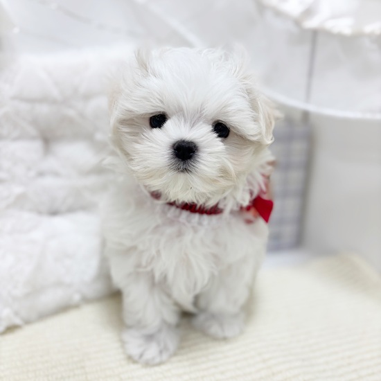 岐阜県のマルチーズ (犬の家＆猫の里カラフルタウン岐阜店/2025年10月19日生まれ/女の子/ホワイト)の子犬の1枚目の画像