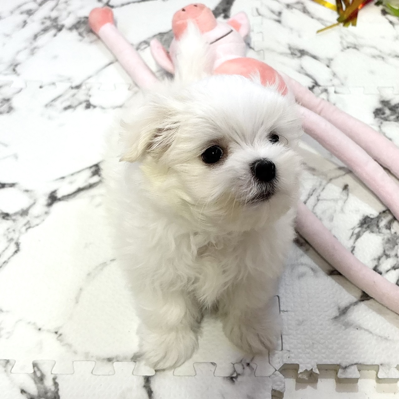 愛知県のマルチーズ (犬の家＆猫の里岡崎店/2025年10月19日生まれ/男の子/ホワイト)の子犬の2枚目の画像