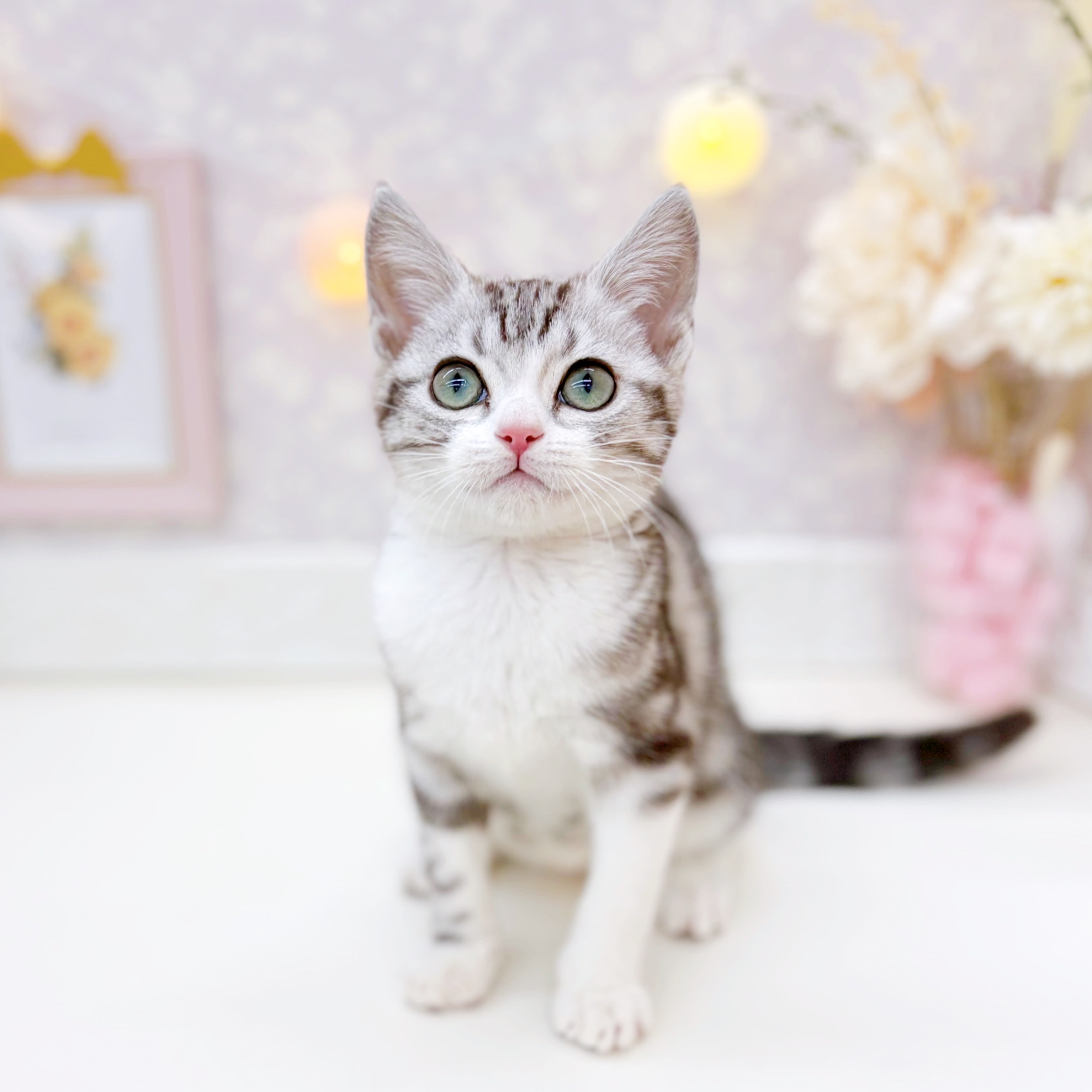 アメリカンショートヘア男の子の写真