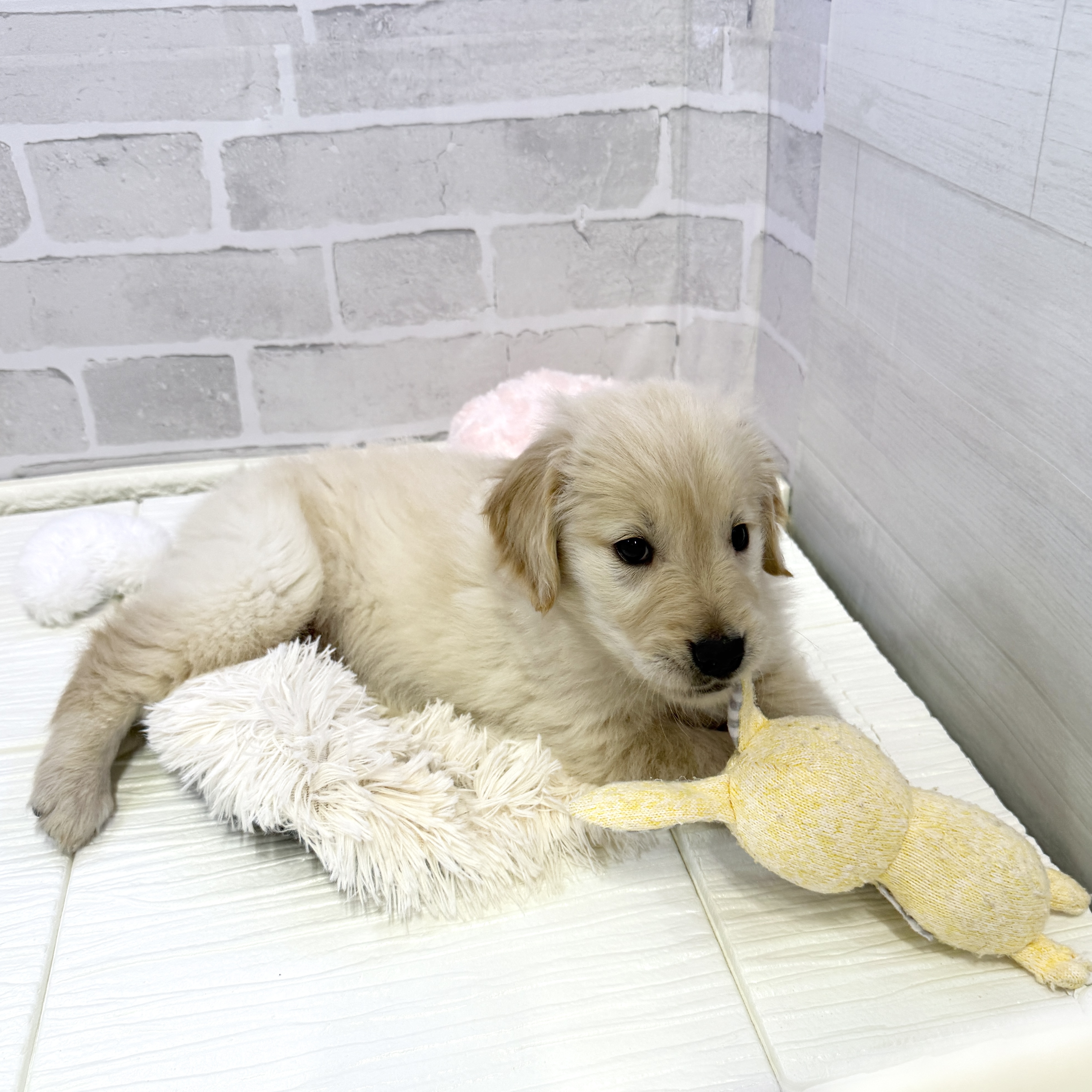 愛知県のゴールデンレトリバー (犬の家＆猫の里岡崎店/2025年10月27日生まれ/女の子/ゴールデン)の子犬の2枚目の画像