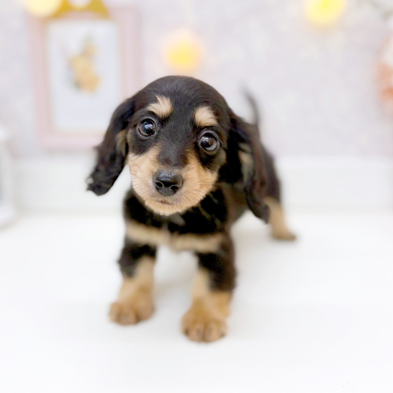 富山県のカニンヘンダックスフンド(ロング) (犬の家＆猫の里富山店/2025年10月17日生まれ/女の子/ブラックイエロー)の子犬