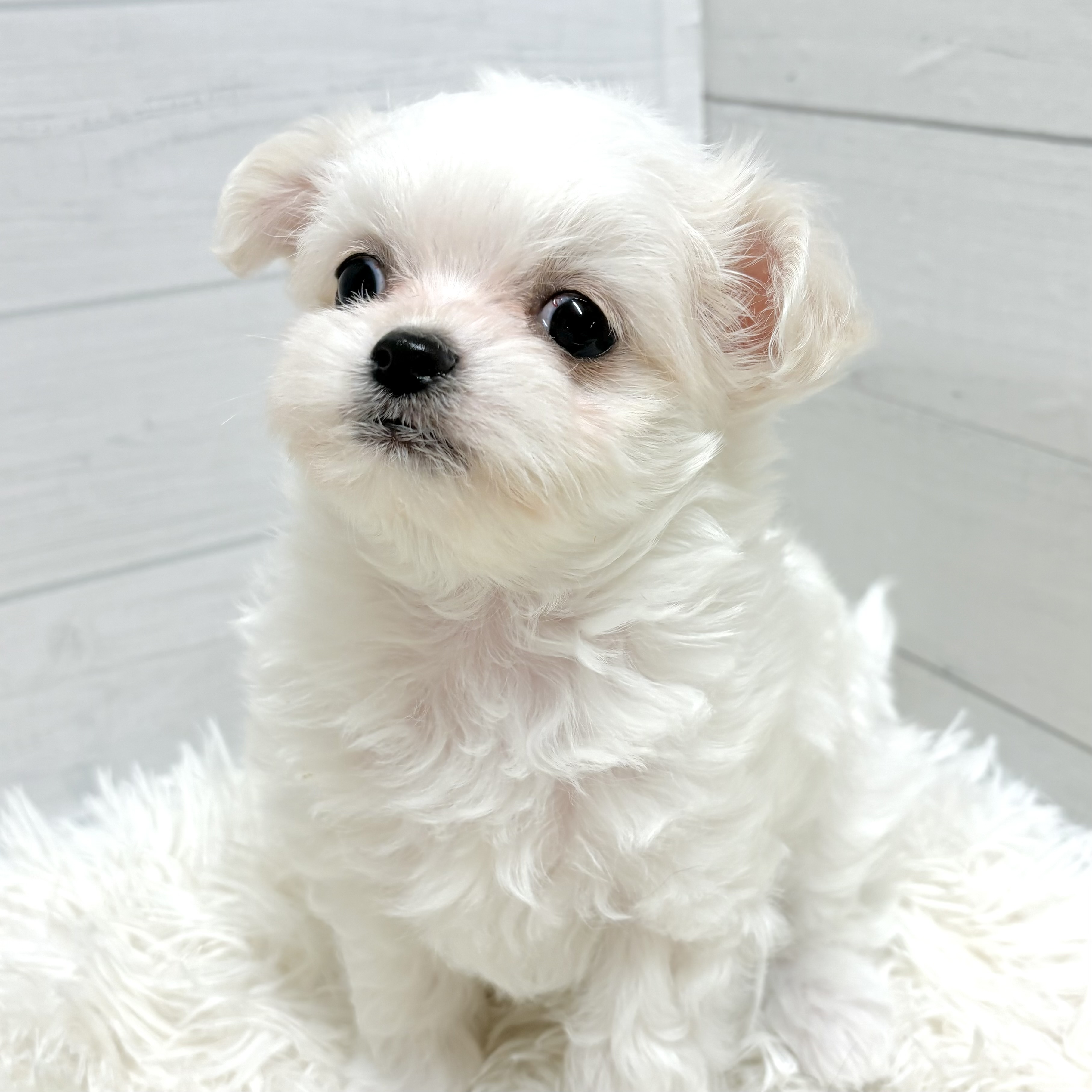 愛知県のチワマル/マルチワ(チワワ×マルチーズ) (犬の家＆猫の里豊田店/2025年10月26日生まれ/男の子/ホワイトクリーム)の子犬の2枚目の画像