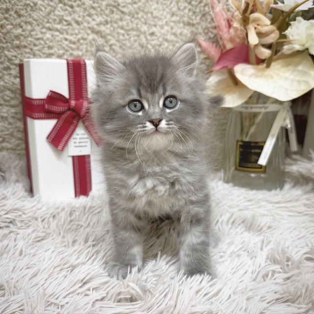 静岡県のサイベリアン (犬の家＆猫の里藤枝店/2025年10月27日生まれ/男の子/ブルータビー)の子猫の2枚目の画像