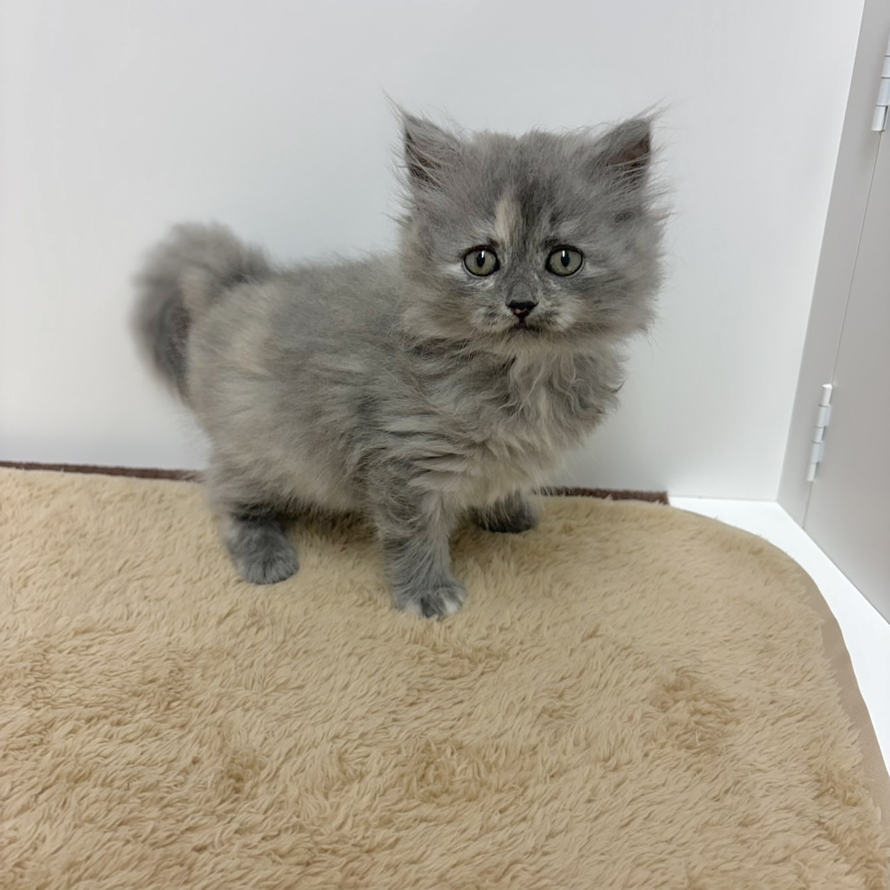 神奈川県のサイベリアン (犬の家＆猫の里相模原店/2025年10月27日生まれ/女の子/ブルークリーム)の子猫の2枚目の画像