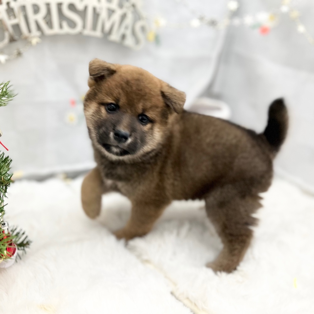静岡県の柴犬(標準サイズ) (犬の家＆猫の里MEGAドン・キホーテ袋井店/2025年10月27日生まれ/男の子/赤)の子犬の2枚目の画像