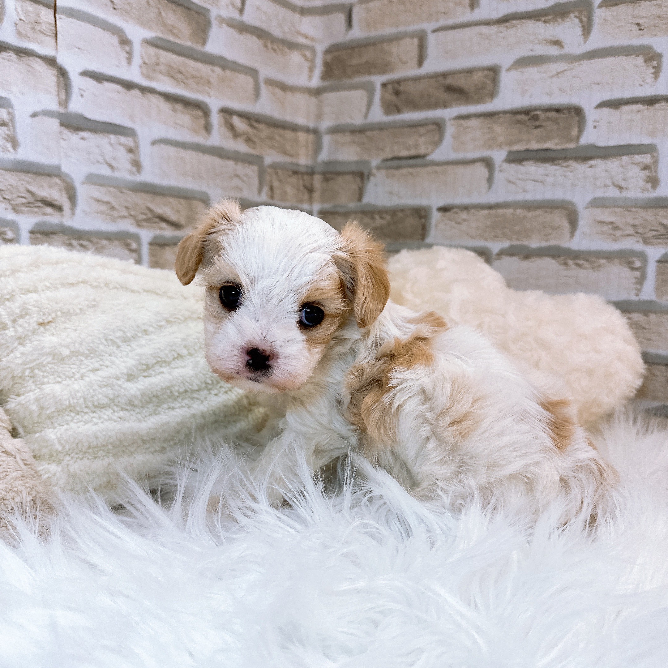 神奈川県のマルキャバ/キャバチーズ(マルチーズ×キャバリア) (犬の家＆猫の里モザイクモール港北店/2025年10月25日生まれ/女の子/ホワイトフォーン)の子犬の1枚目の画像