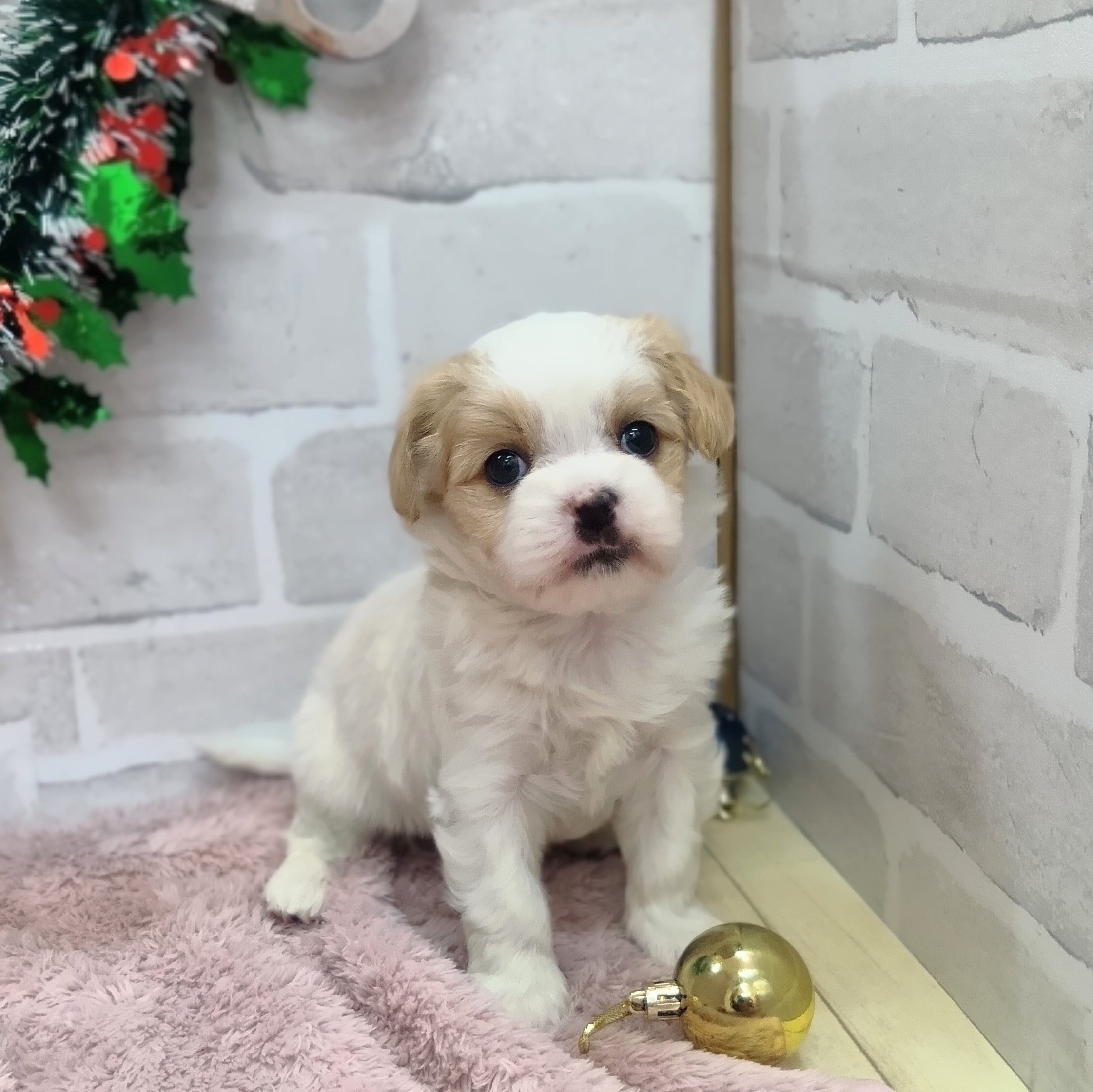 静岡県のマルキャバ/キャバチーズ(マルチーズ×キャバリア) (犬の家＆猫の里プレ葉ウォーク浜北店/2025年10月25日生まれ/女の子/ホワイトフォーン)の子犬の2枚目の画像