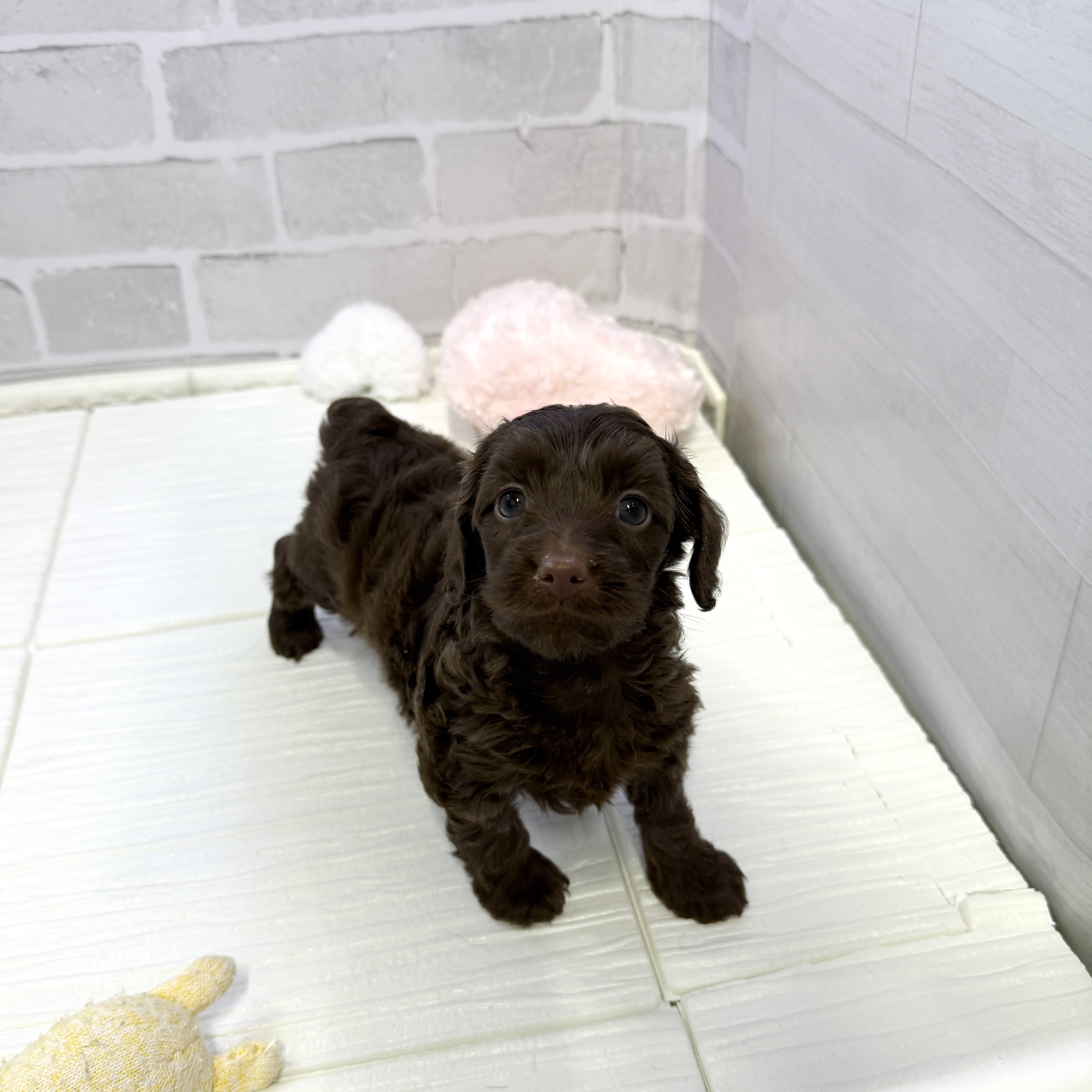 愛知県のダップー(ダックス×プードル) (犬の家＆猫の里岡崎店/2025年10月28日生まれ/女の子/ブラウン)の子犬の2枚目の画像