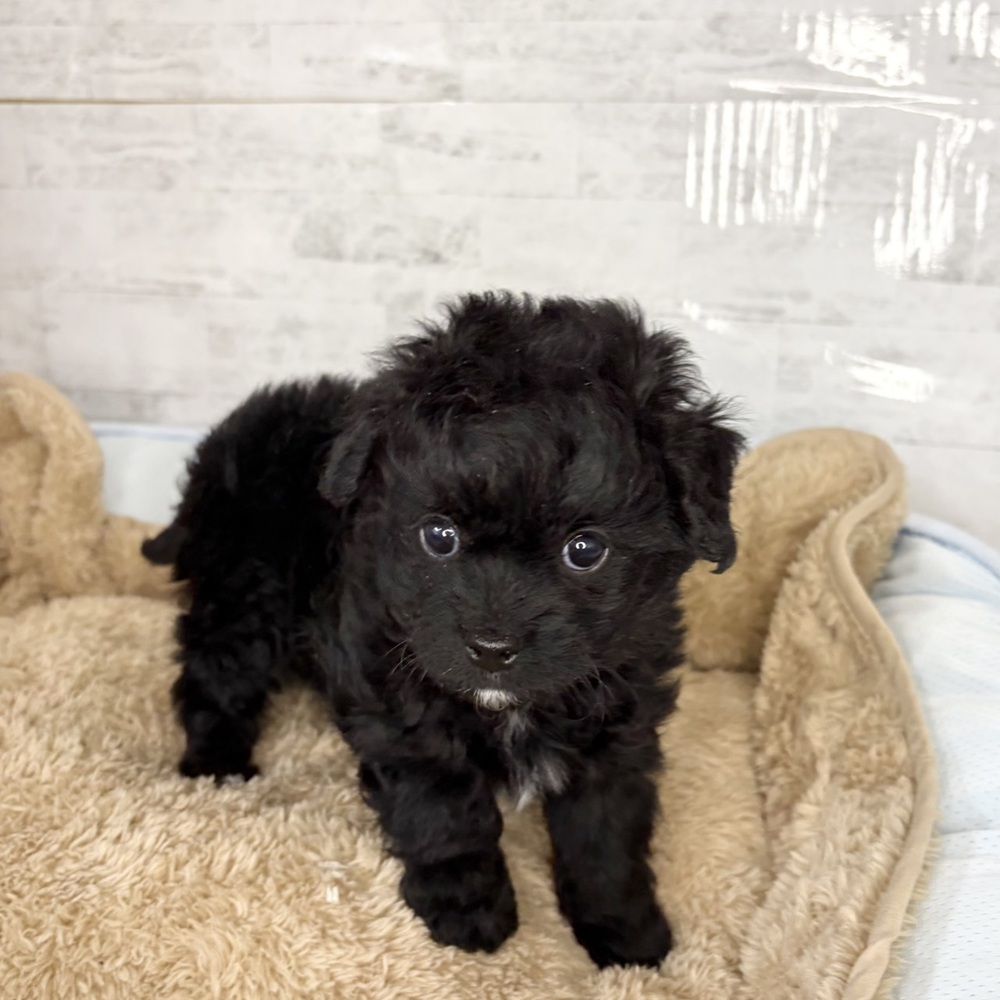 長野県のチワプー/プーチー(チワワ×プードル) (犬の家＆猫の里塩尻店/2025年10月24日生まれ/男の子/ブラックホワイト)の子犬の2枚目の画像