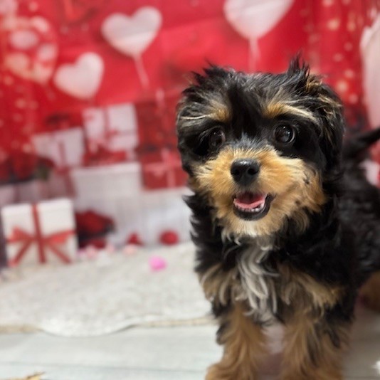 福岡県のチワプー/プーチー(チワワ×プードル) (犬の家＆猫の里トリアス久山店/2025年10月24日生まれ/女の子/ブラックタンホワイト)の子犬の2枚目の画像