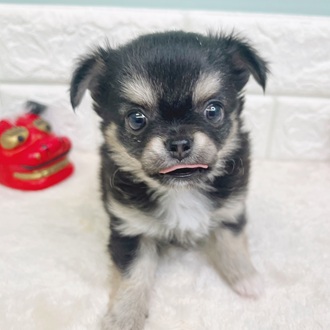 静岡県のチワワ(ロング) (犬の家＆猫の里マークイズ静岡店/2025年10月27日生まれ/女の子/ブラックタンホワイト)の子犬の2枚目の画像