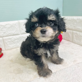 静岡県のチワプー/プーチー(チワワ×プードル) (犬の家＆猫の里マークイズ静岡店/2025年10月24日生まれ/女の子/ブラックタンホワイト)の子犬の2枚目の画像