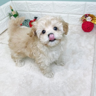 静岡県のマルプー(マルチーズ×プードル) (犬の家＆猫の里マークイズ静岡店/2025年10月25日生まれ/男の子/アプリコット)の子犬の2枚目の画像