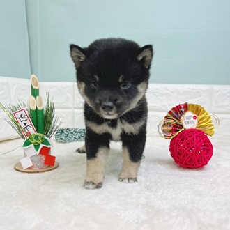 静岡県の豆柴 (犬の家＆猫の里マークイズ静岡店/2025年10月27日生まれ/男の子/黒)の子犬の2枚目の画像