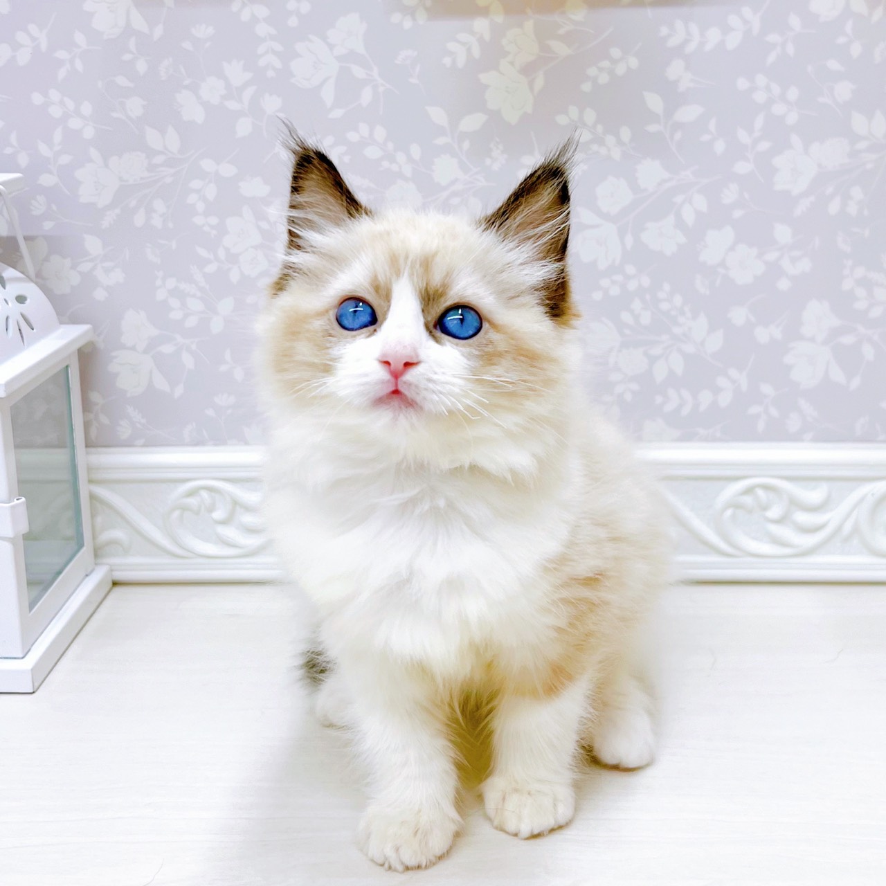 富山県のラグドール (犬の家＆猫の里アミーゴ山室店/2025年10月25日生まれ/女の子/シールポイントバイカラー)の子猫