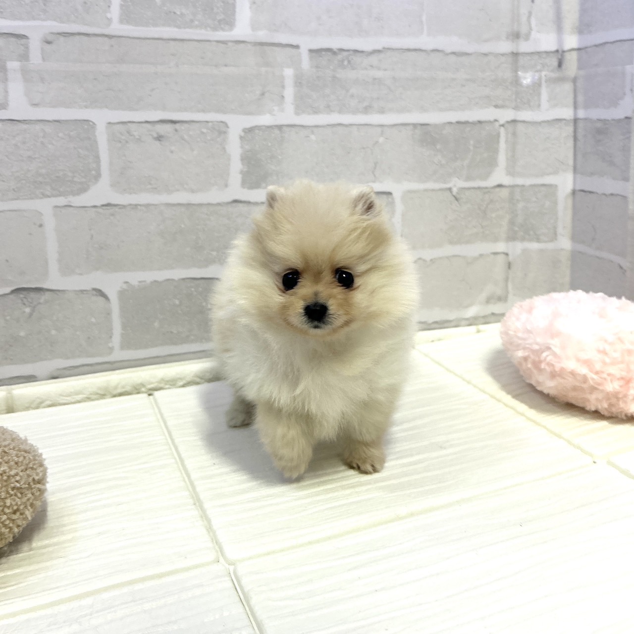 愛知県のポメラニアン (犬の家＆猫の里岡崎店/2025年10月27日生まれ/女の子/クリーム)の子犬の2枚目の画像