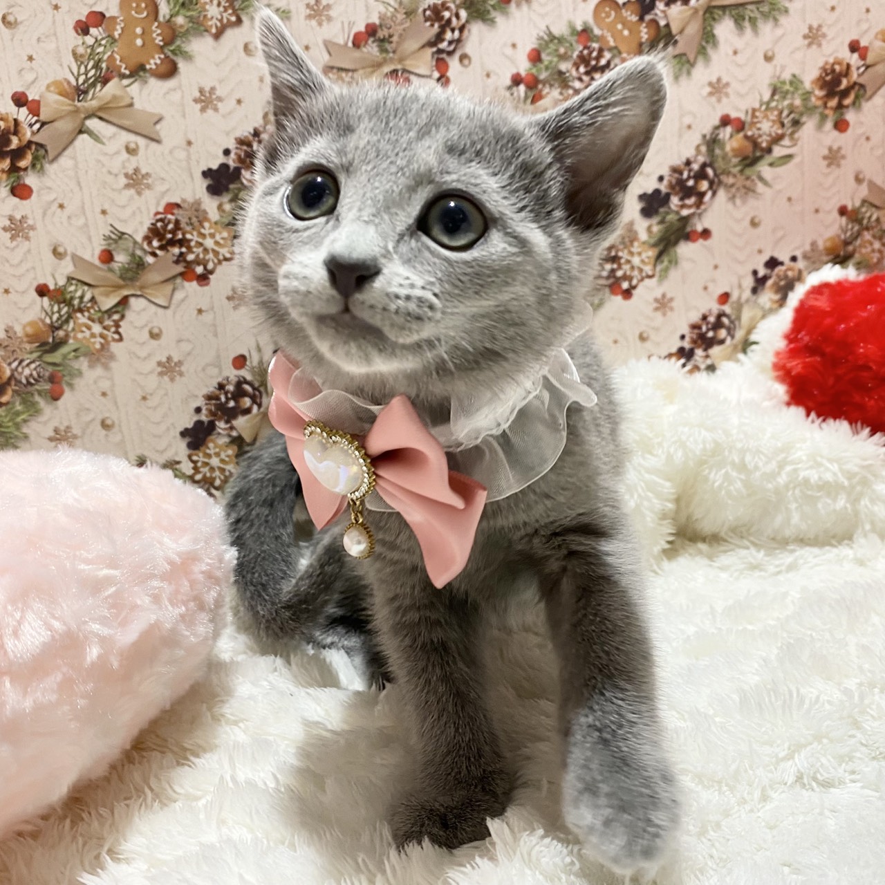 長野県のロシアンブルー (犬の家＆猫の里カインズ梓川店/2025年10月28日生まれ/女の子/ブルー)の子猫の2枚目の画像