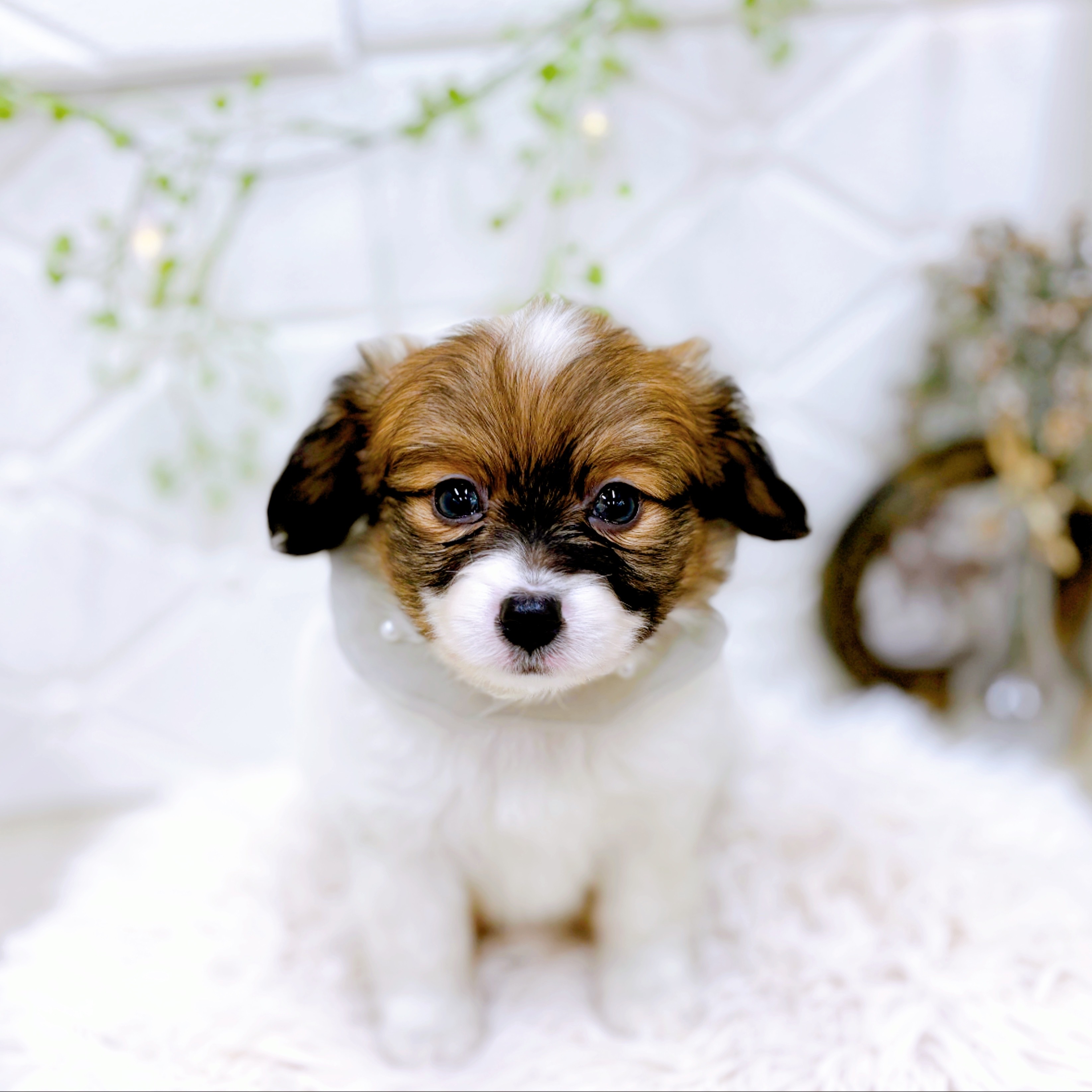 福井県のパピヨン (犬の家＆猫の里アミーゴ福井店/2025年10月28日生まれ/男の子/ホワイトブラウン)の子犬