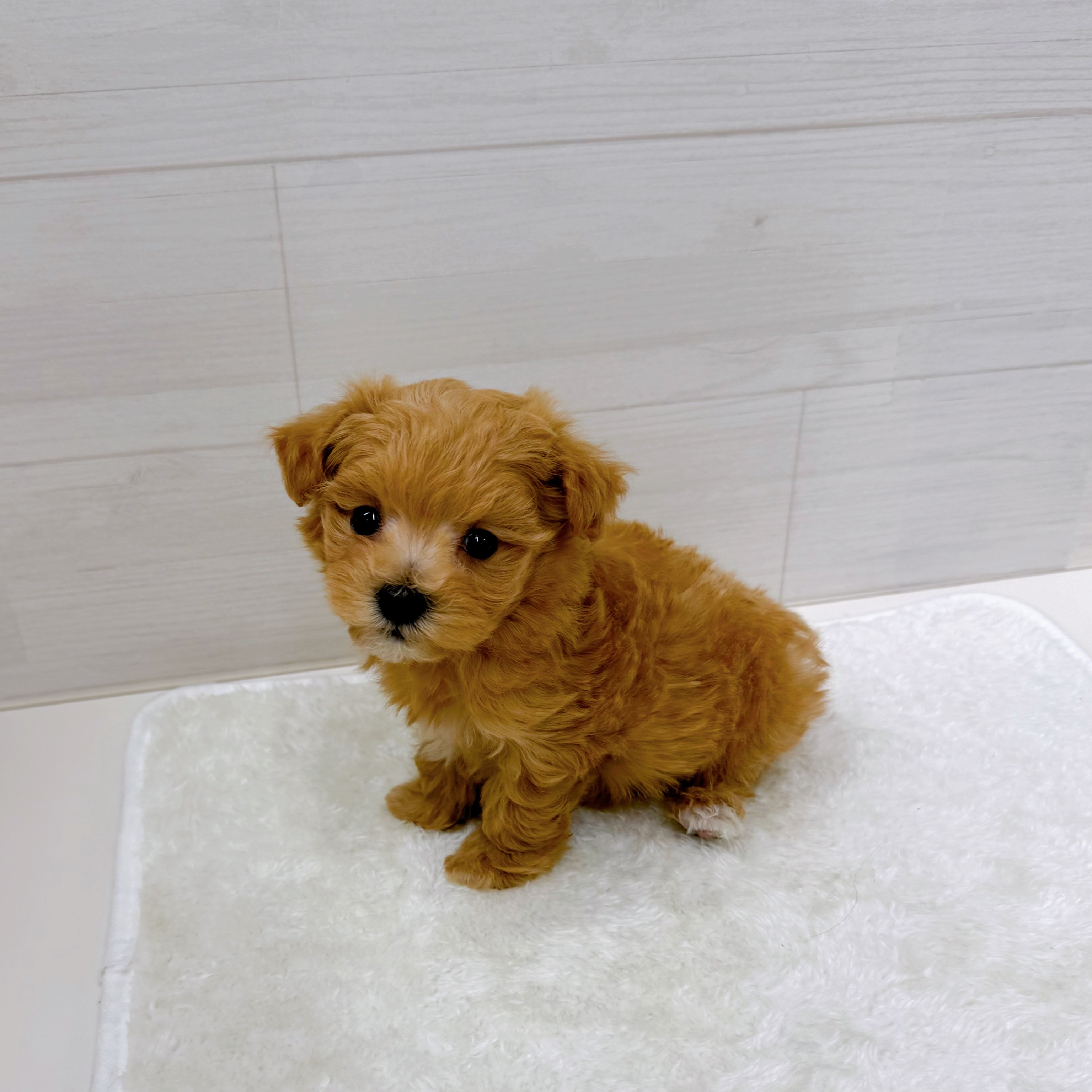 石川県のマルプー(マルチーズ×プードル) (犬の家＆猫の里アミーゴ金沢おこばた店/2025年10月28日生まれ/男の子/アプリコット)の子犬の2枚目の画像