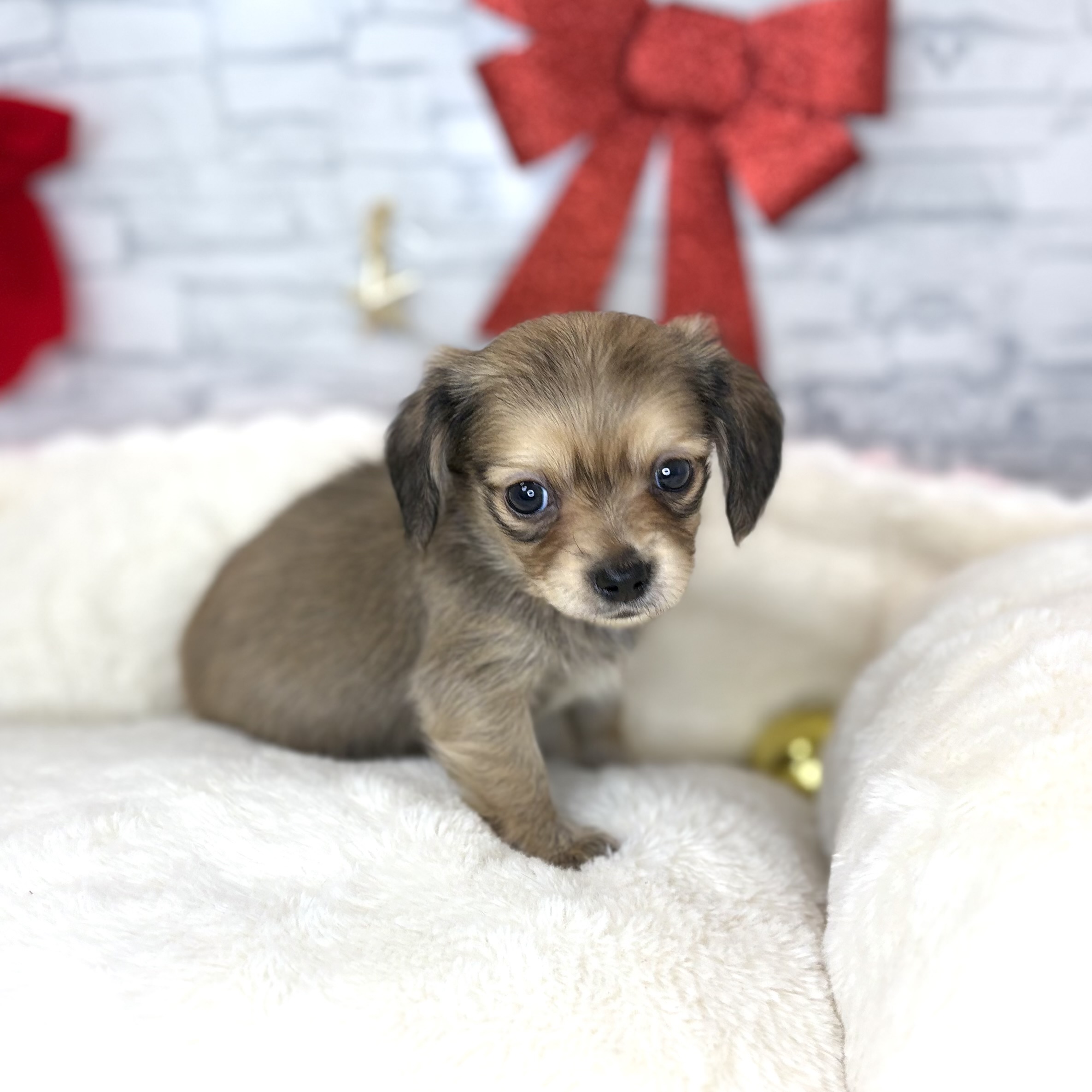 長野県のチワックス(チワワ×ダックス) (犬の家＆猫の里長野店/2025年10月28日生まれ/男の子/レッド)の子犬の1枚目の画像