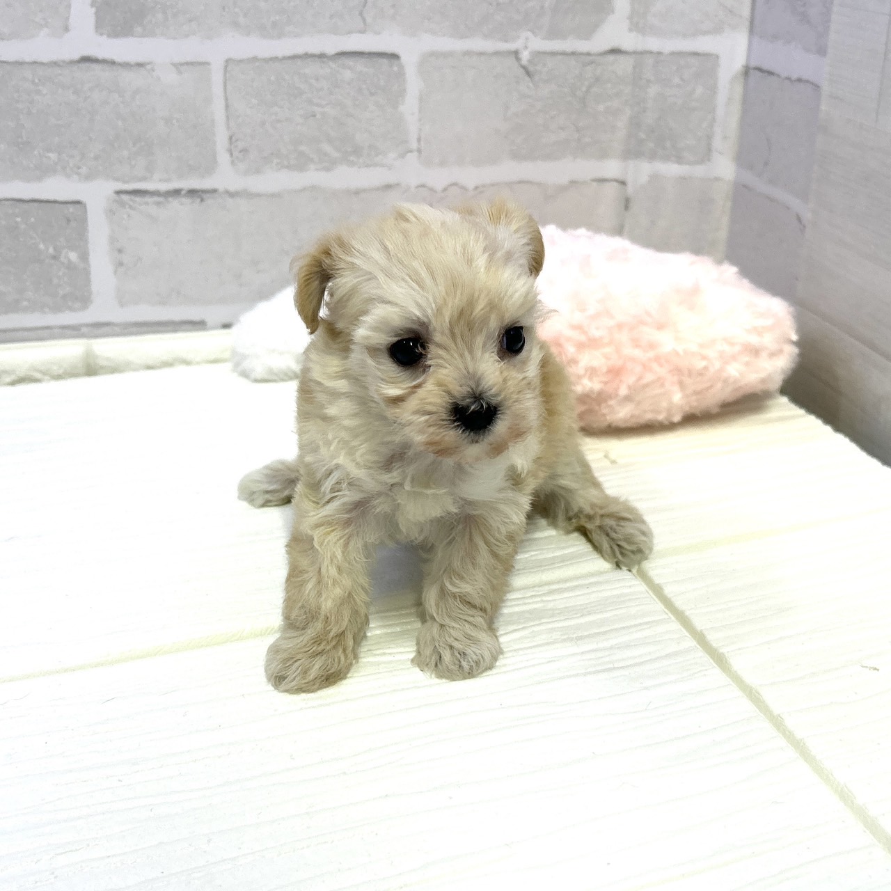 愛知県のマルプー(マルチーズ×プードル) (犬の家＆猫の里岡崎店/2025年10月27日生まれ/女の子/アプリコット)の子犬の2枚目の画像